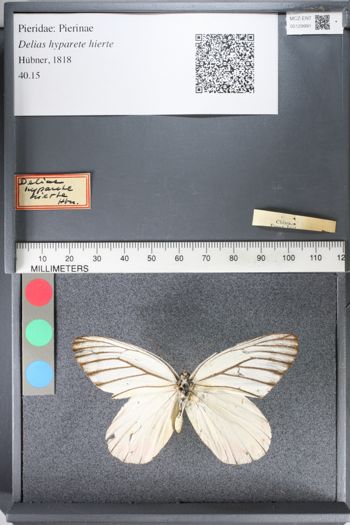 Media type: image;   Entomology 129991